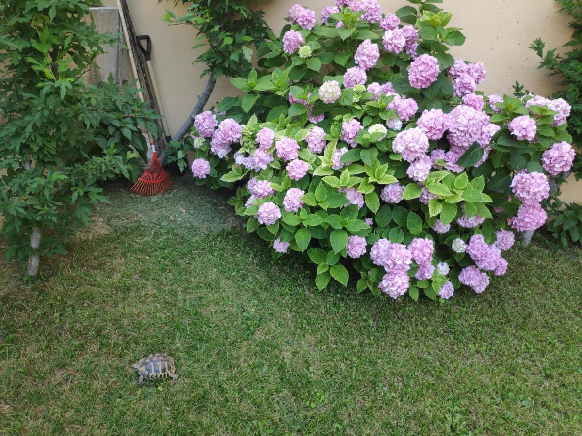 Spacious Apartment With Big Garden Near Beach Split Ngoại thất bức ảnh